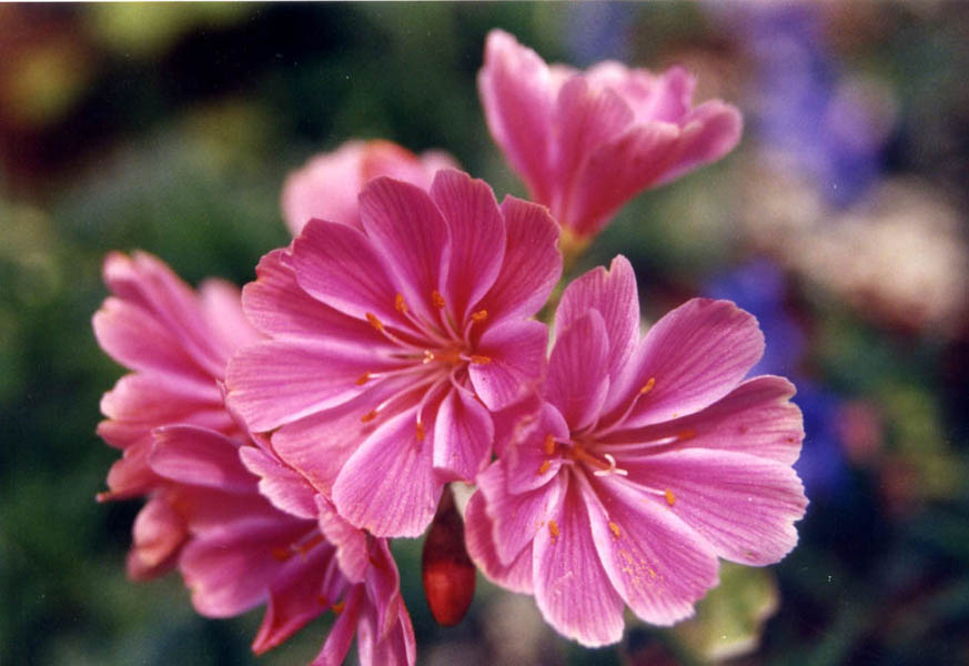 Lewisia cotyledon var howelii en fleurs sur des falaises rocheuses en Californie